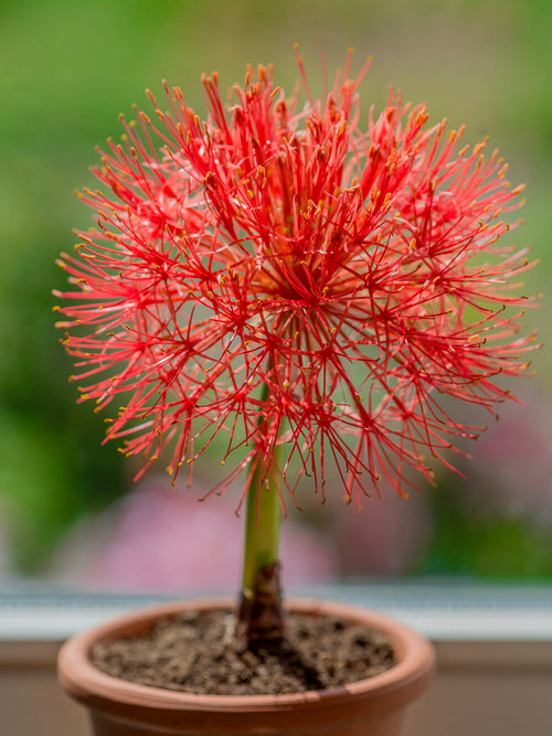 Scadoxus multiflorus Blumenzwiebeln
