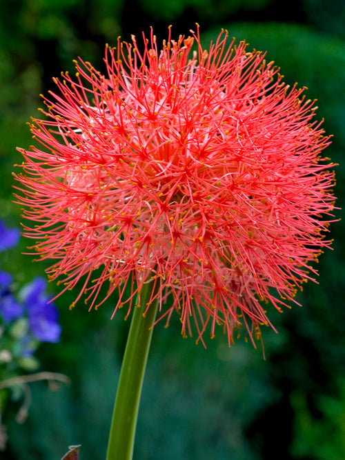 Scadoxus multiflorus Blutblume zwiebeln garten