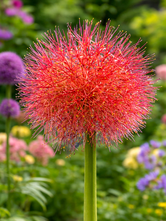 Scadoxus multiflorus (Blutblume)