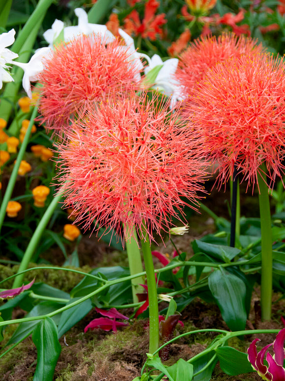 Scadoxus multiflorus Blutblume Blumenzwiebeln