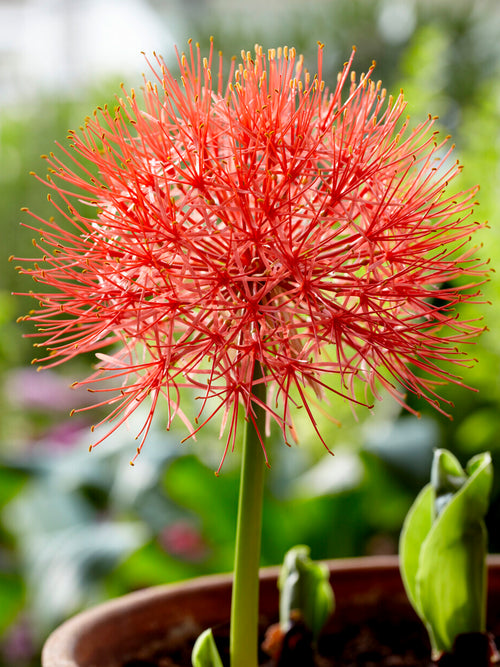 Scadoxus multiflorus (Blutblume)