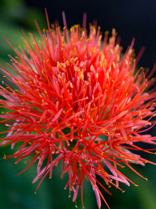 Scadoxus multiflorus Blutblume zwiebeln