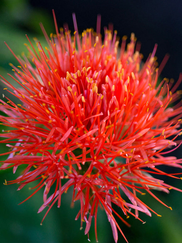 Scadoxus multiflorus Blutblume zwiebeln