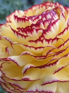 Italienische Ranunkeln Elegance Giallo Striato