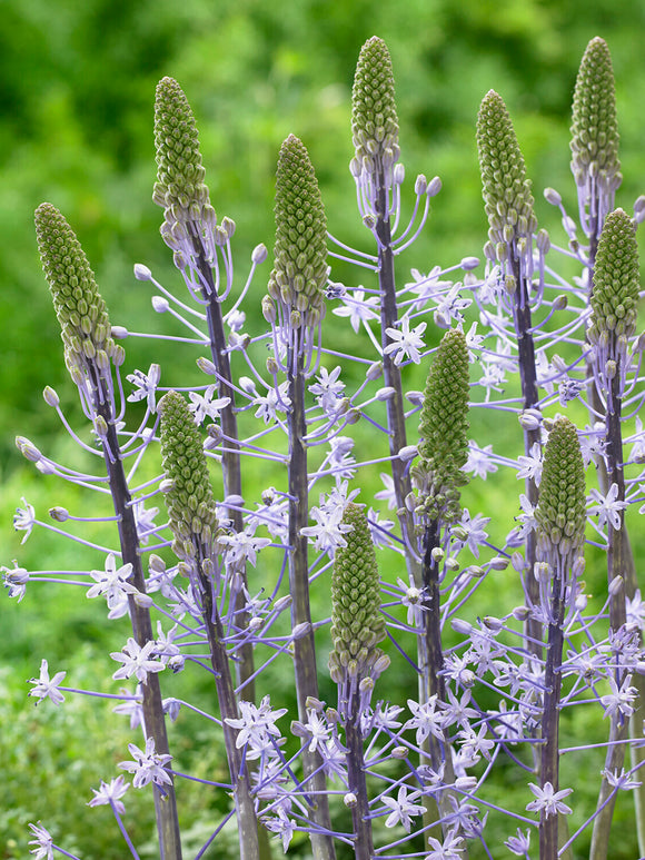 Scilla hyacinthoides ‘Blue Arrow’ in Gruppenpflanzung zwischen Frühlingsstauden
