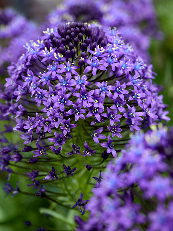 Scilla peruviana mit großen, violettblauen Blütenständen im späten Frühling