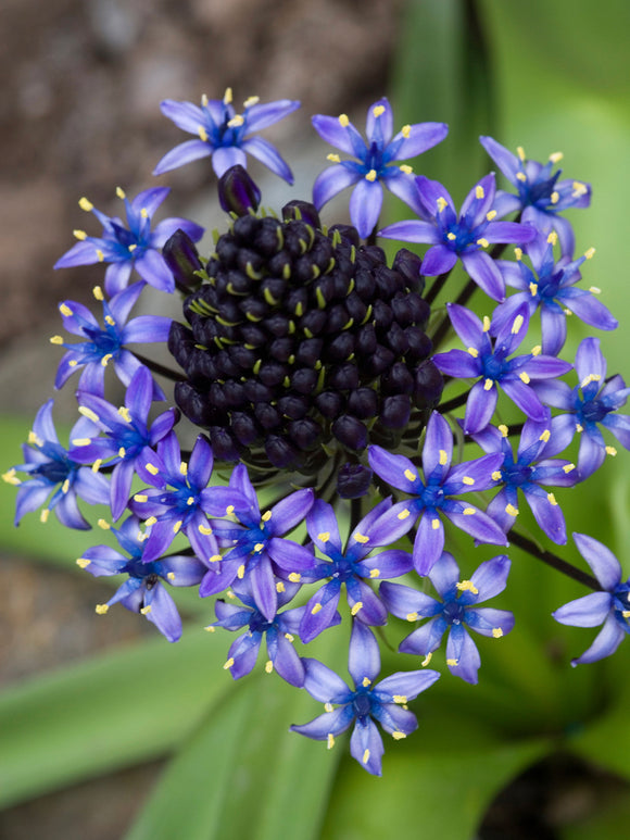 Nahaufnahme der kuppelförmigen Blüte von Scilla peruviana