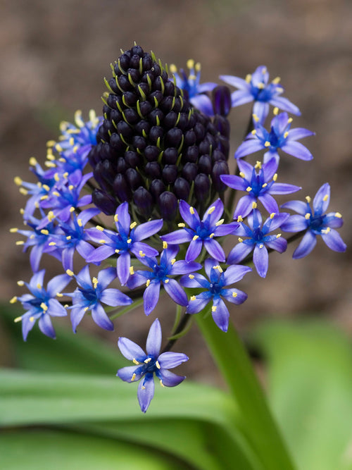 Scilla peruviana gepflanzt in Beet und Kübel an sonnigem Standort