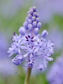 Scilla Litardierei