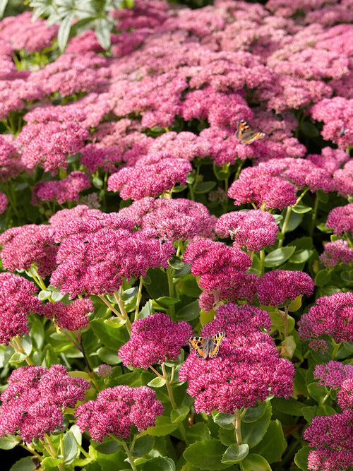 Kaufen Sedum Autumn Joy Herbstfreude (Fettblatt)