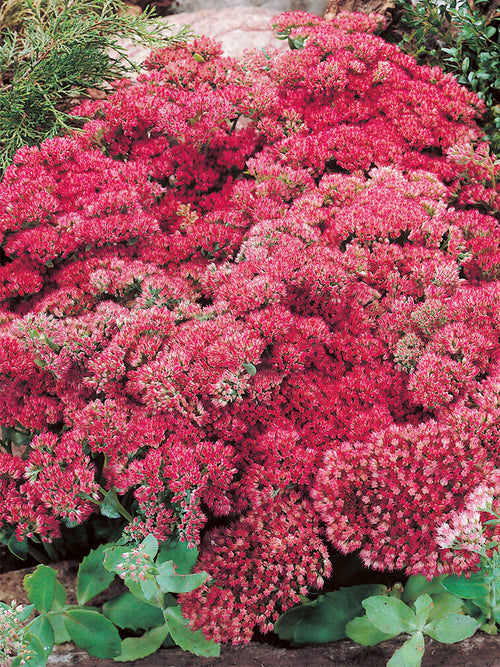 Sedum Autumn Joy Herbstfreude (Fettblatt)