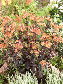 Sedum Orange Xenox (Fettblatt)