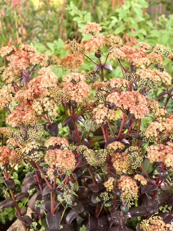 Sedum Orange Xenox (Fettblatt)