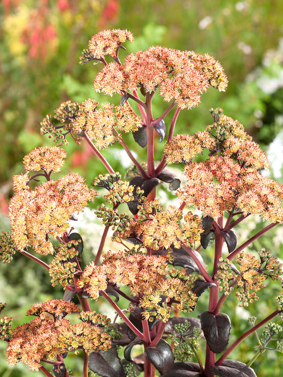 Sedum Orange Xenox (Fettblatt)