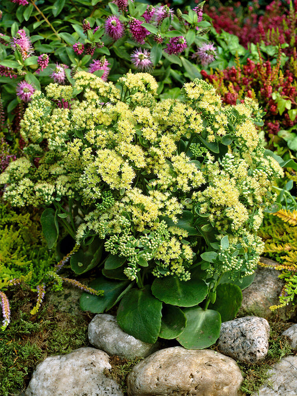 Kaufen Sedum Sunkissed (Fettblatt)