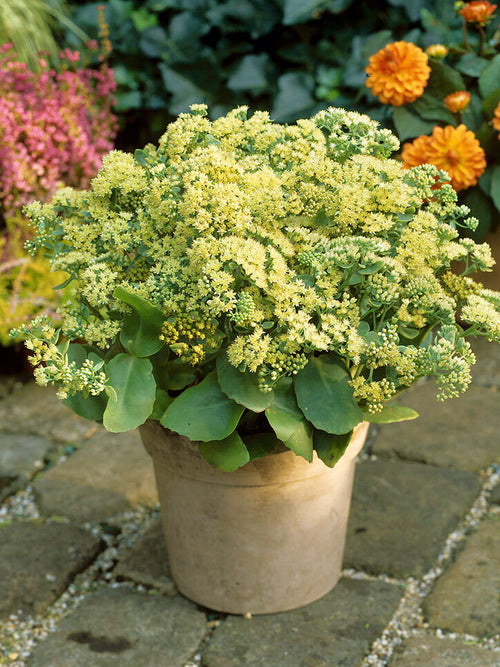 Sedum Sunkissed (Fettblatt)