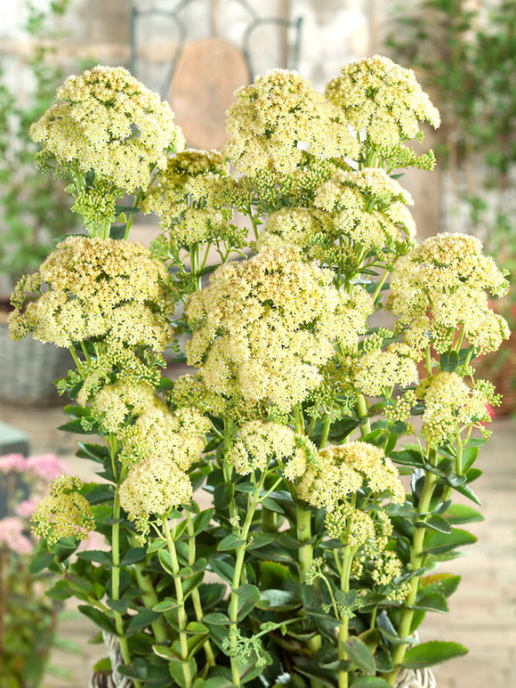 Sedum Sunkissed (Fettblatt)