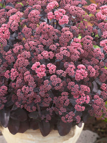 Sedum Xenox (Fettblatt)