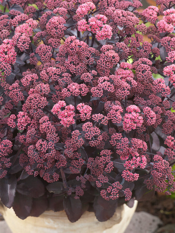 Sedum Xenox (Fettblatt)