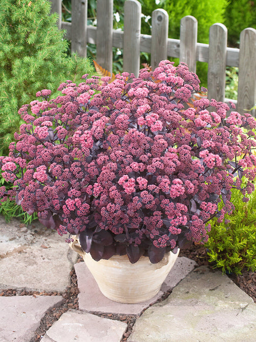 Kaufen Sedum Xenox (Fettblatt)