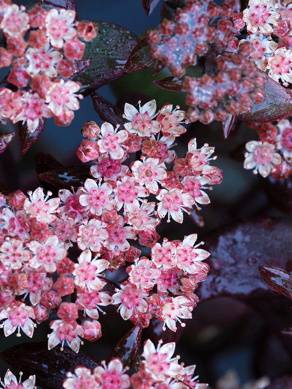 Sedum Xenox (Fettblatt)