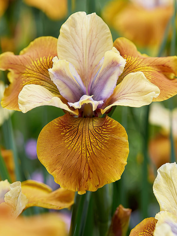 Kaufen Sie Iris Siberica in Spitzengröße aus Holland