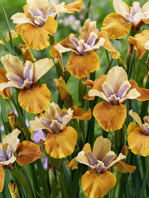 Kaufen Sie Iris Siberica in Spitzengröße aus Holland