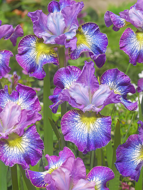 Kaufen Sie Iris Siberica in Spitzengröße aus Holland