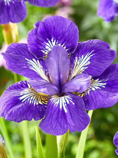 Kaufen Sie Iris Siberica in Spitzengröße 