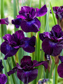 Sibirische Schwertlilie Purplelicious
