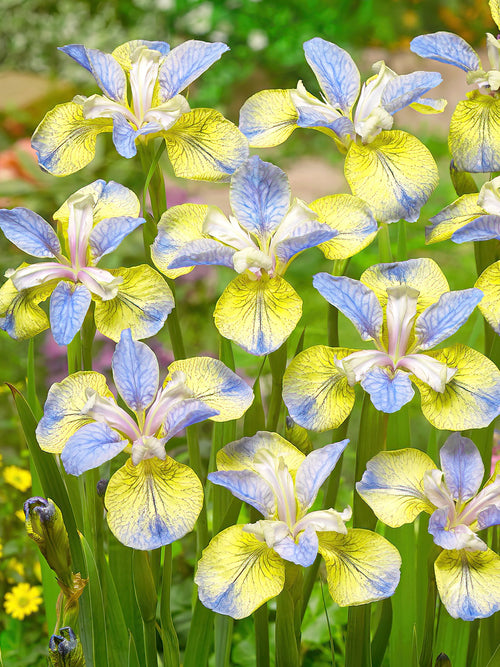 Kaufen Sie Iris Siberica in Spitzengröße aus Holland