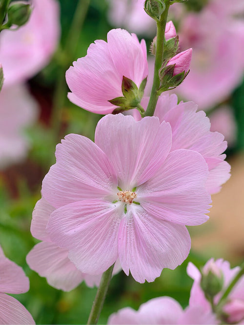 Kaufen Präriemalven Little Princess (Sidalcea) 