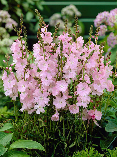 Präriemalven Little Princess (Sidalcea) online kaufen bei DutchGrown™