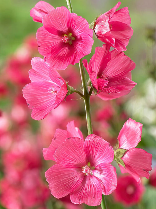 Kaufen Sidalcea Rose Bouquet Wurzelnackte Pflanzen 