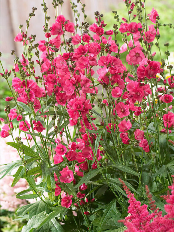 Sidalcea Rose Bouquet online kaufen bei DutchGrown™