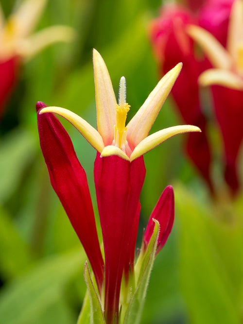 Spigelia marilandica 'Little Redhead' Wurzeln kaufen, Pflanzung und Lieferung im Frühjahr