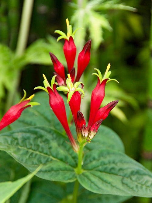 Wurzeln von Spigelia 'Little Redhead' online kaufen