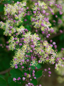 Thalictrum Anne (Wiesenraute)