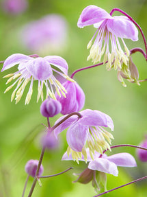 Thalictrum Delavayi (Wiesenraute)