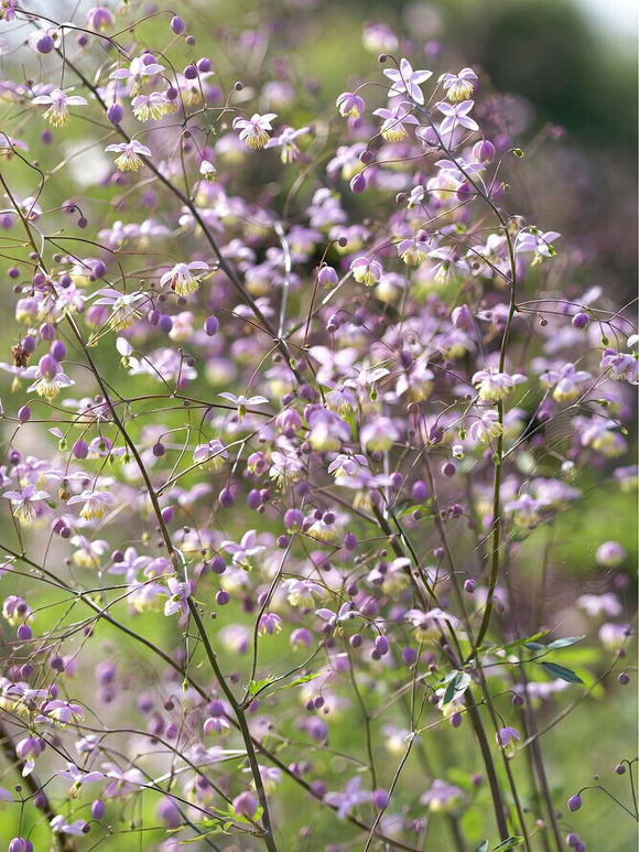 Thalictrum Delavayi (Wiesenraute) Wurzelnackte Pflanzen