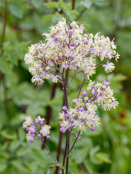 Thalictrum Elin (Wiesenraute) online kaufen