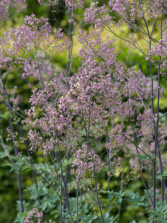 Thalictrum Elin (Wiesenraute) Wurzelnackte Pflanzen 