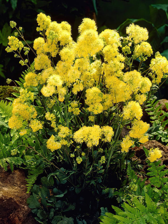 Thalictrum Flavum (Wiesenraute) Wurzelnackte Pflanzen 