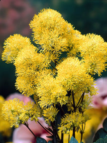 Thalictrum Flavum (Wiesenraute)