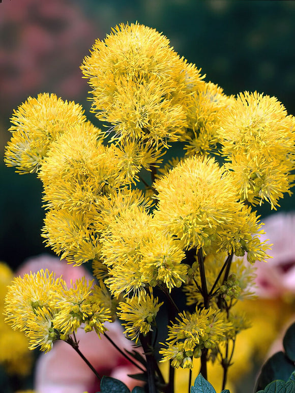 Thalictrum Flavum (Wiesenraute) kaufen