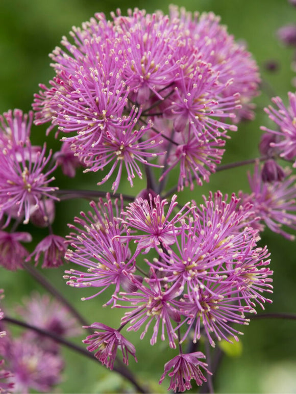 Thalictrum My Little Favourite (Wiesenraute)