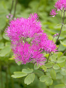 Thalictrum Thundercloud (Wiesenraute)