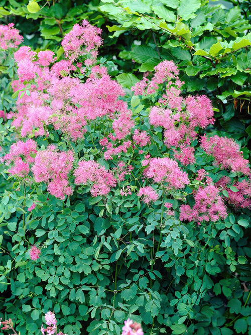 Thalictrum Thundercloud (Wiesenraute) Wurzelnackte Pflanzen