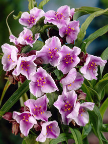 Spinnenlilie Bilberry Ice (Tradescantia)