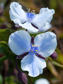 Spinnenlilie Merlot Clusters (Tradescantia)